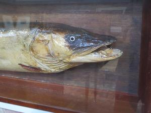 A record breaking Pike caught in 1976 in Willingham comes back to Willingham to be auctioned